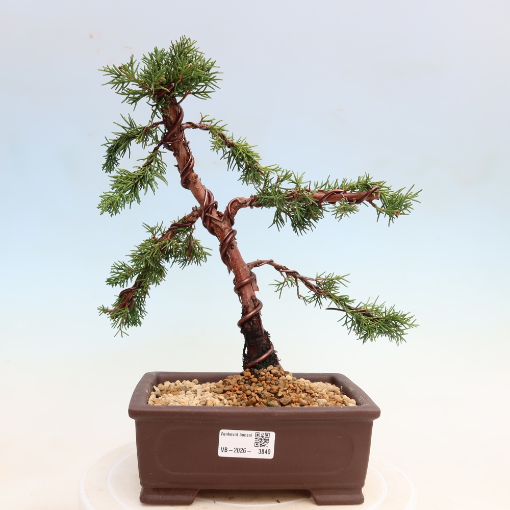 Kültéri bonsai - Juniperus chinensis Kishu
