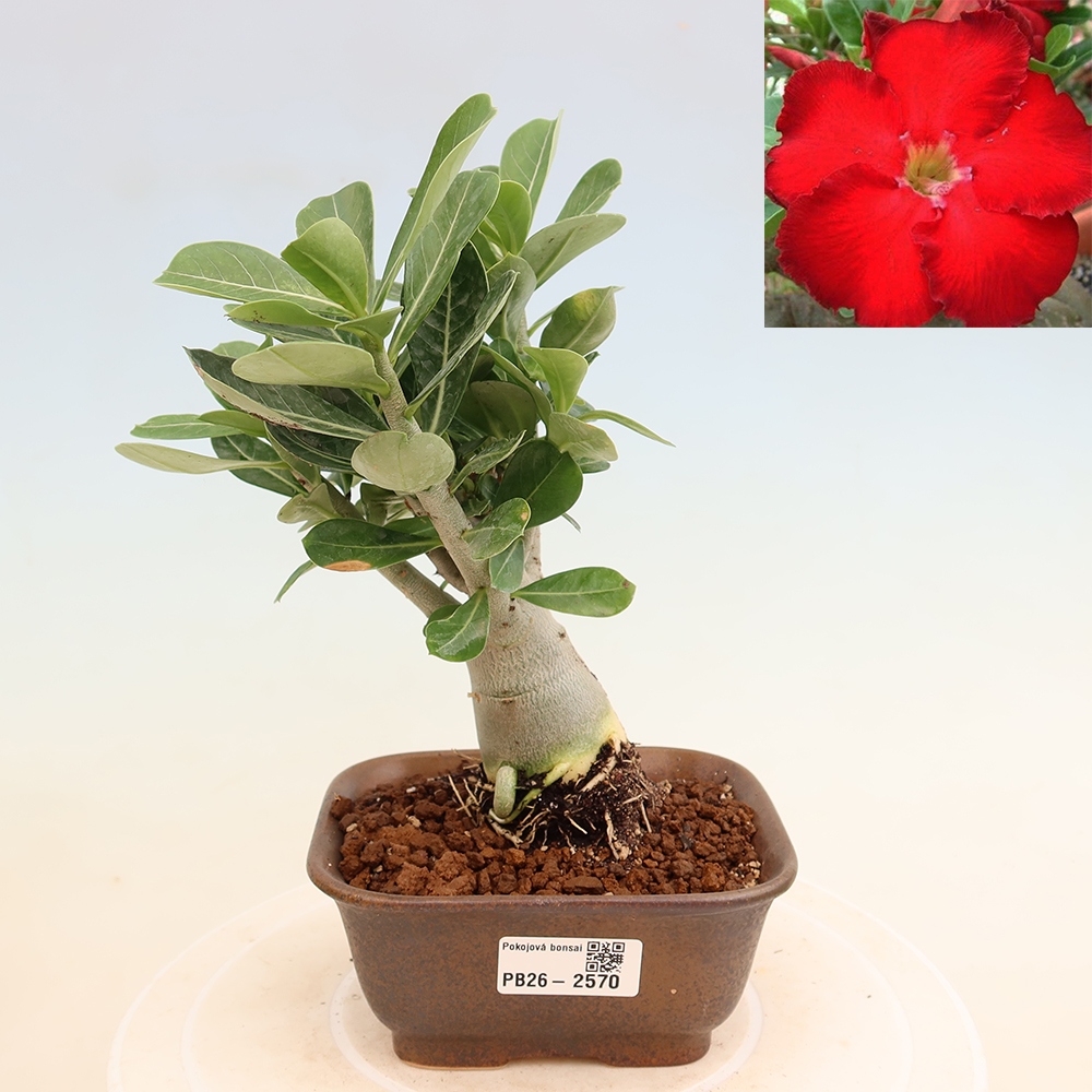 Szobabonsai – Adenium obesum Red Star – Sivatagi rózsa