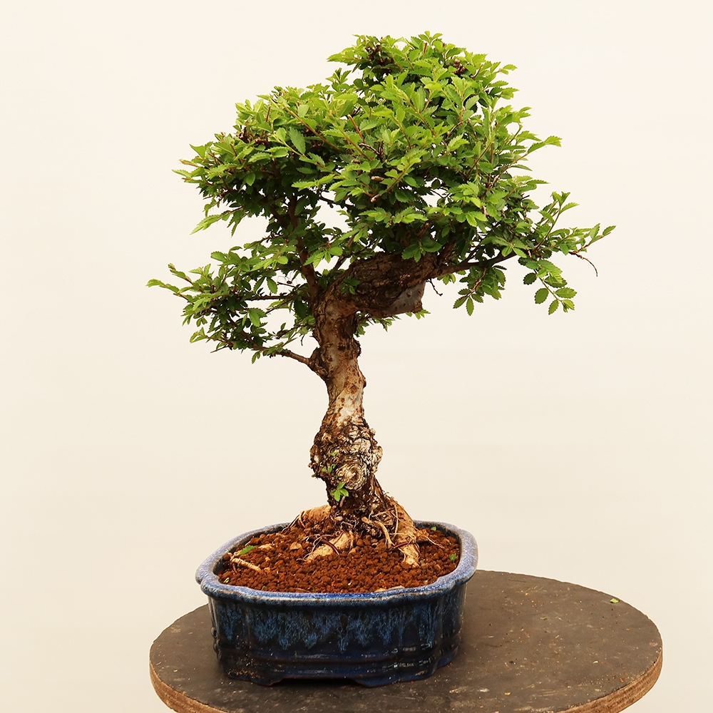 Kültéri bonsai - Zelkova - Zelkova NIRE