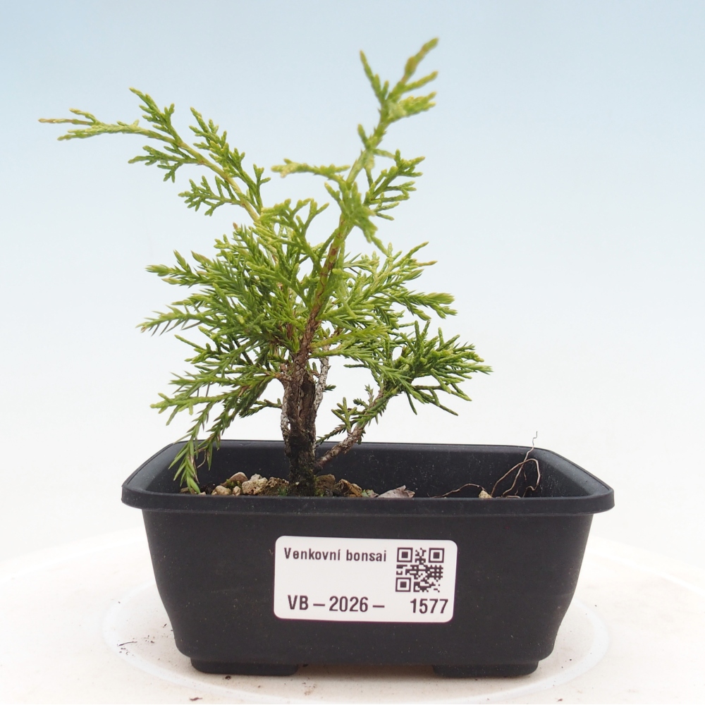 Kültéri bonsai - Juniperus chinensis Itoigawa