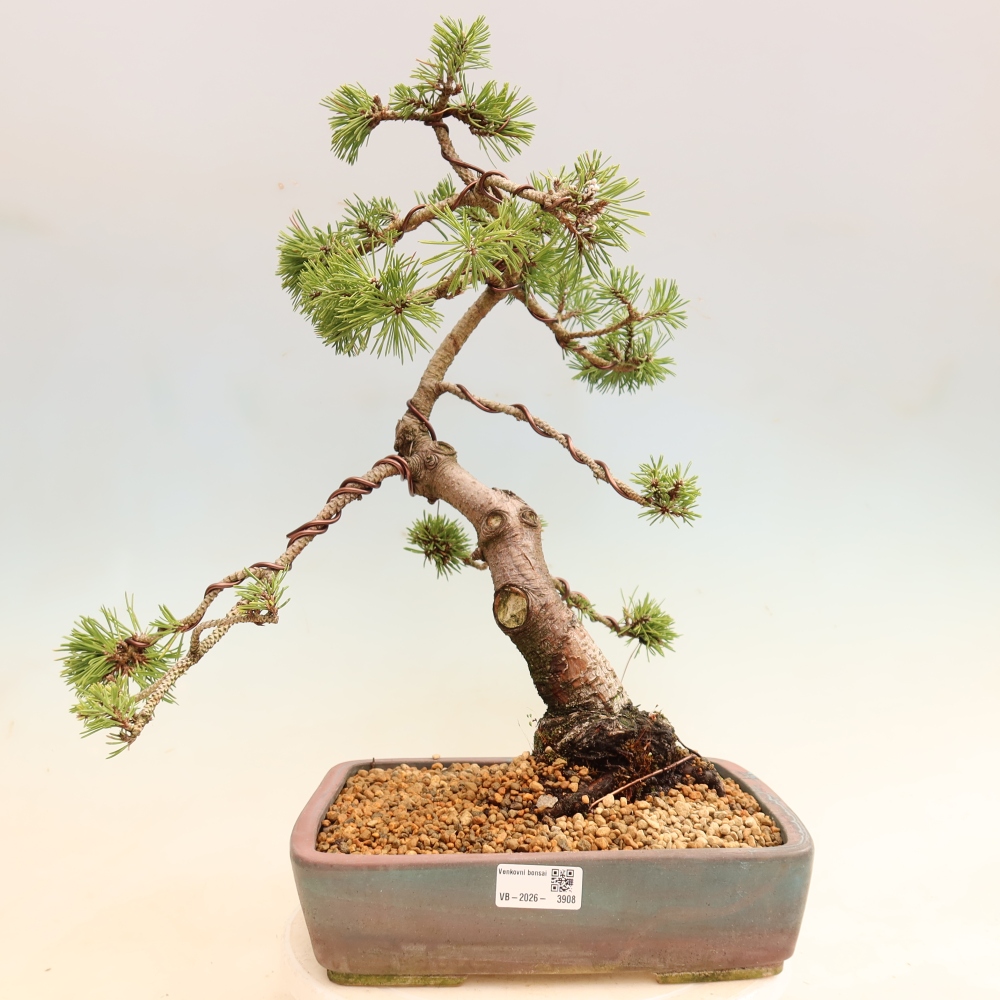 Kültéri bonsai – Pinus mugo Humpy – Törpefenyő