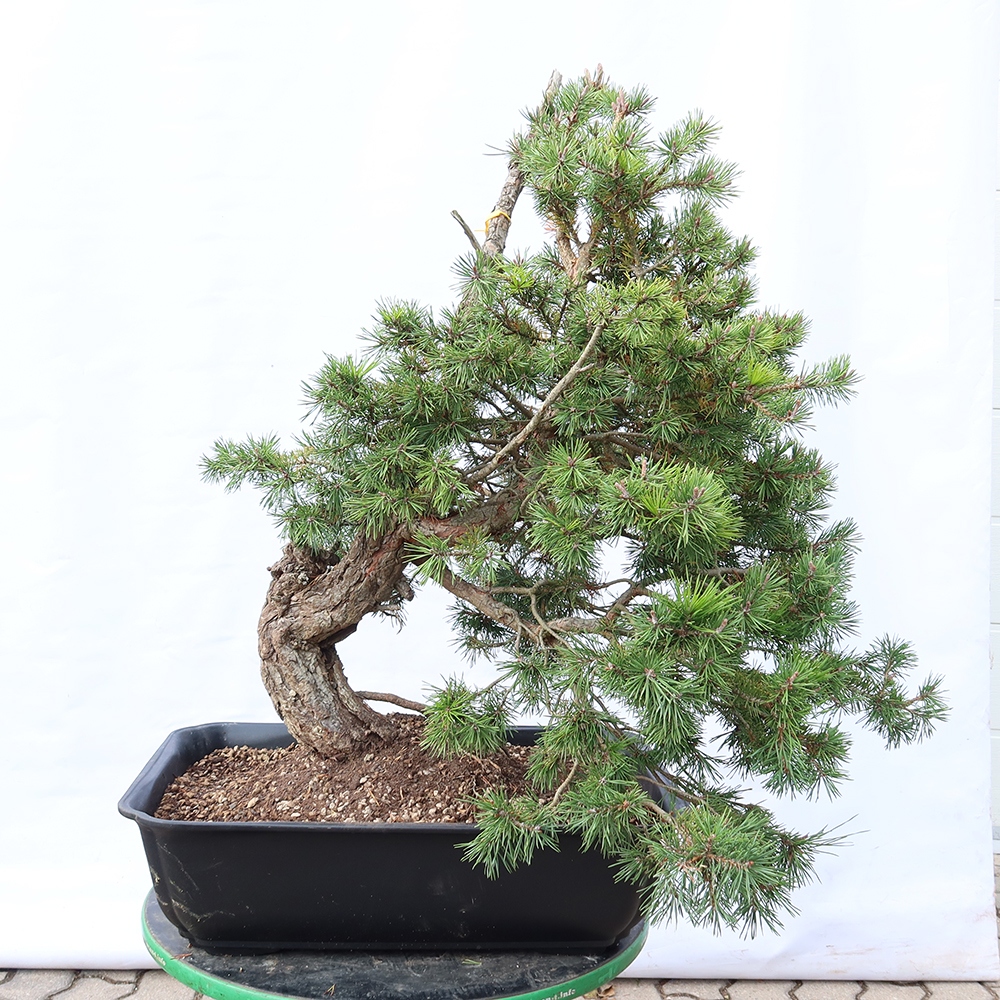 Pinus sylvestris Spanyolország – erdei fenyő