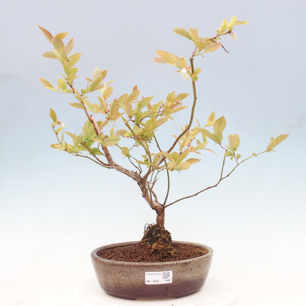Kültéri bonsai - Kanadai áfonya - Vaccinium corymbosum