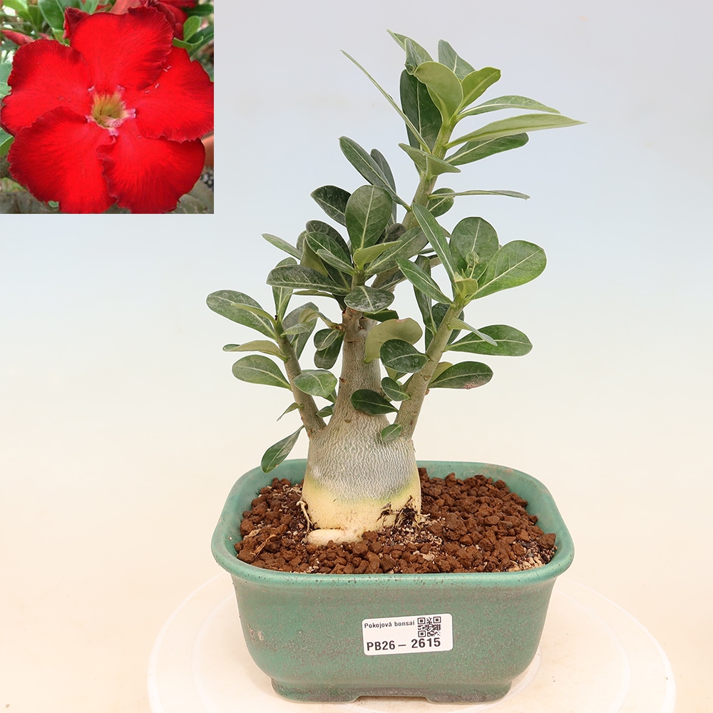 Szobabonsai – Adenium obesum Red Star – Sivatagi rózsa