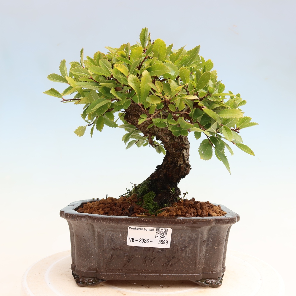 Kültéri bonsai - Zelkova - Zelkova NIRE
