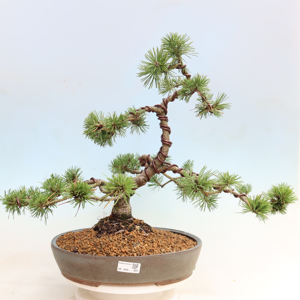 Kültéri bonsai – Pinus mugo Humpy – Törpefenyő