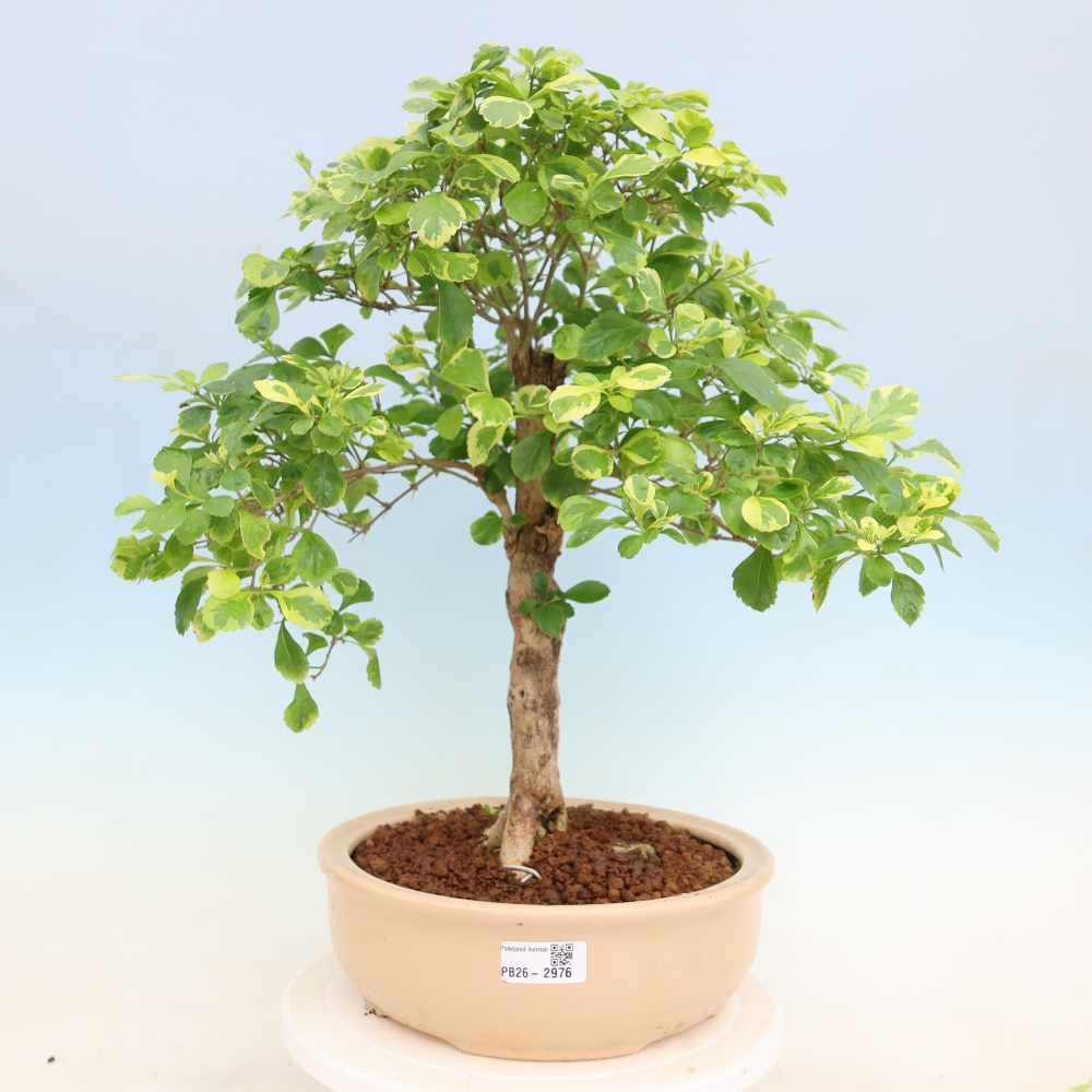 Szobai bonsai - Duranta erecta Aurea