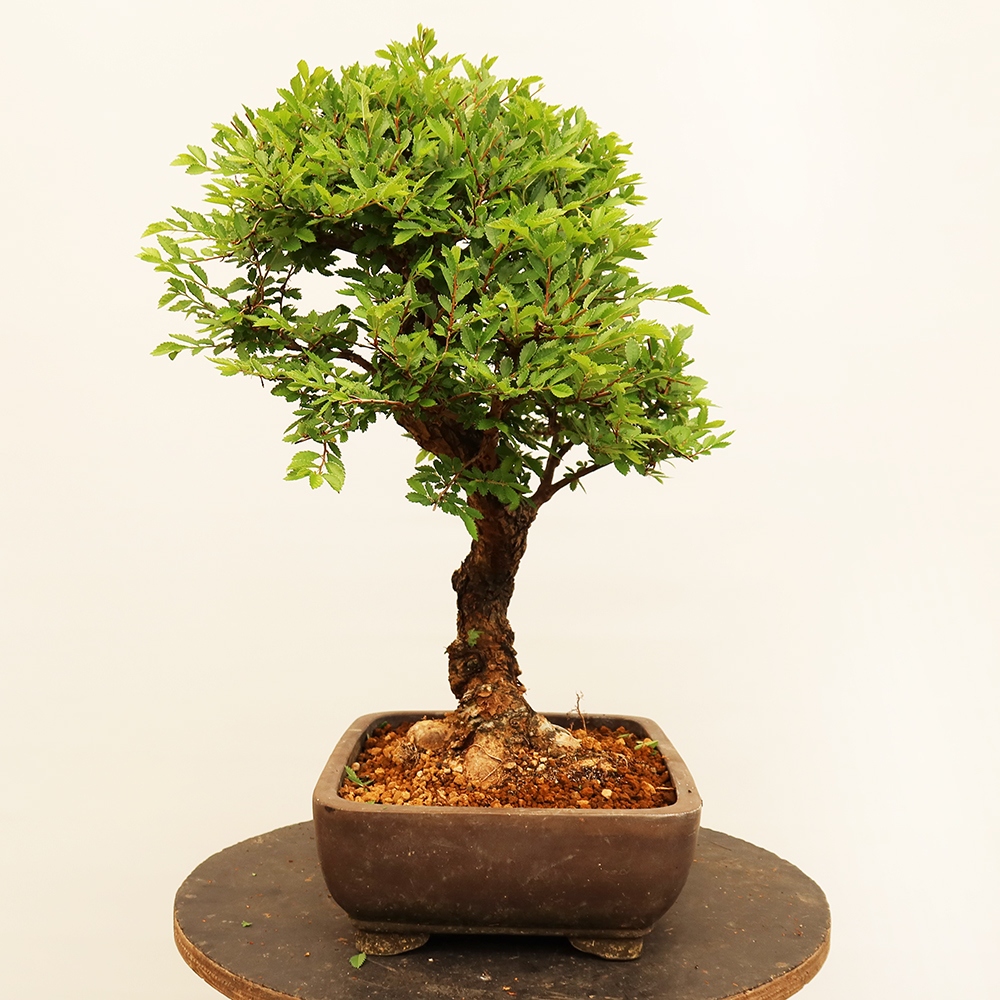 Kültéri bonsai - Zelkova - Zelkova NIRE