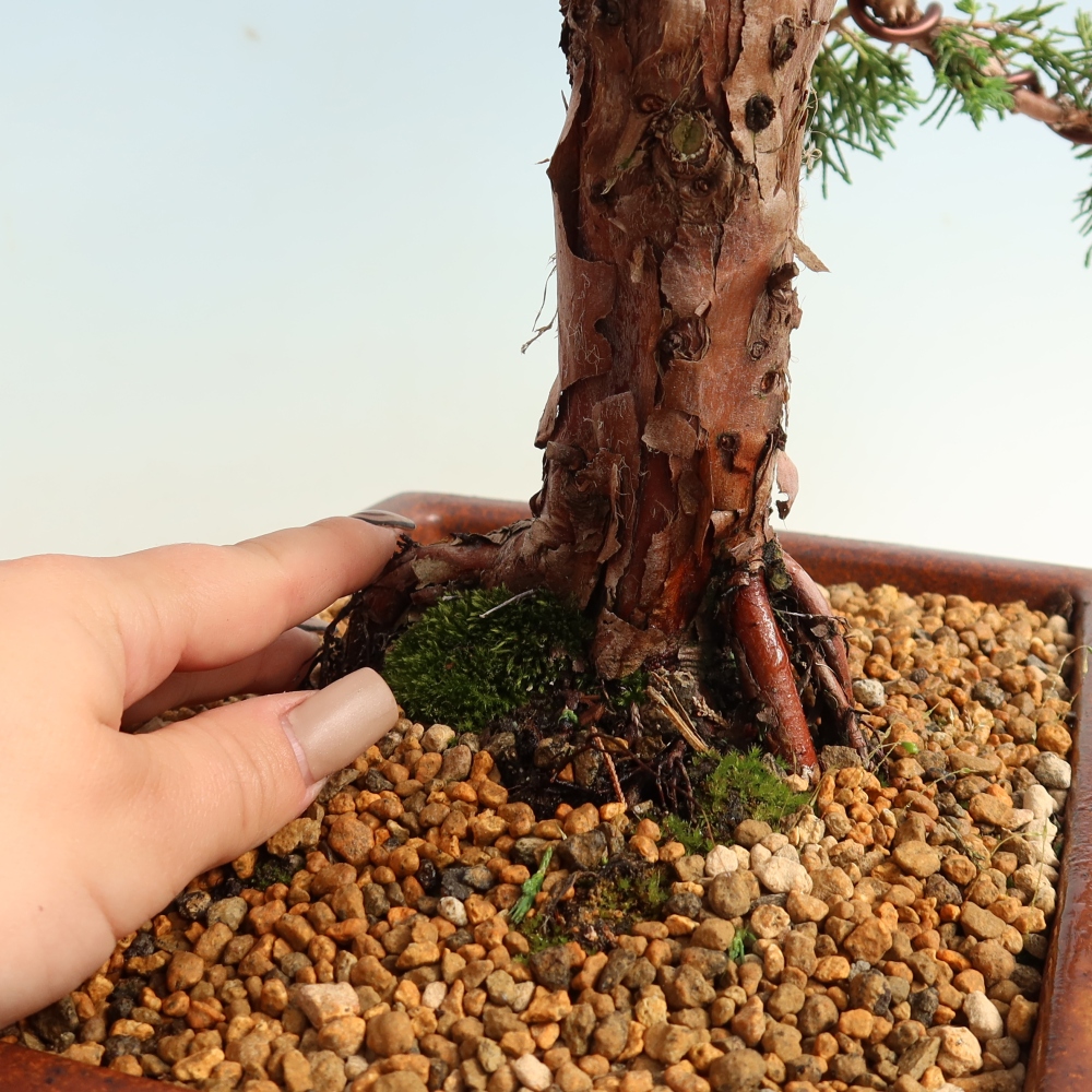 Kültéri bonsai - Juniperus chinensis Kishu