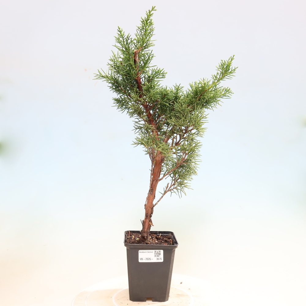 Kültéri bonsai - Juniperus chinensis Kishu