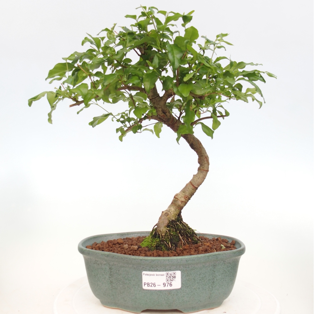 Szobai bonsai -Ligustrum chinensis - Madárcsőr