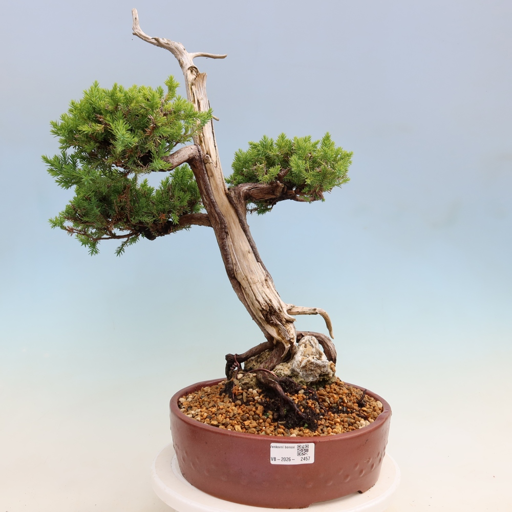 Kültéri bonsai – Juniperus squamata – Pikkelyes boróka