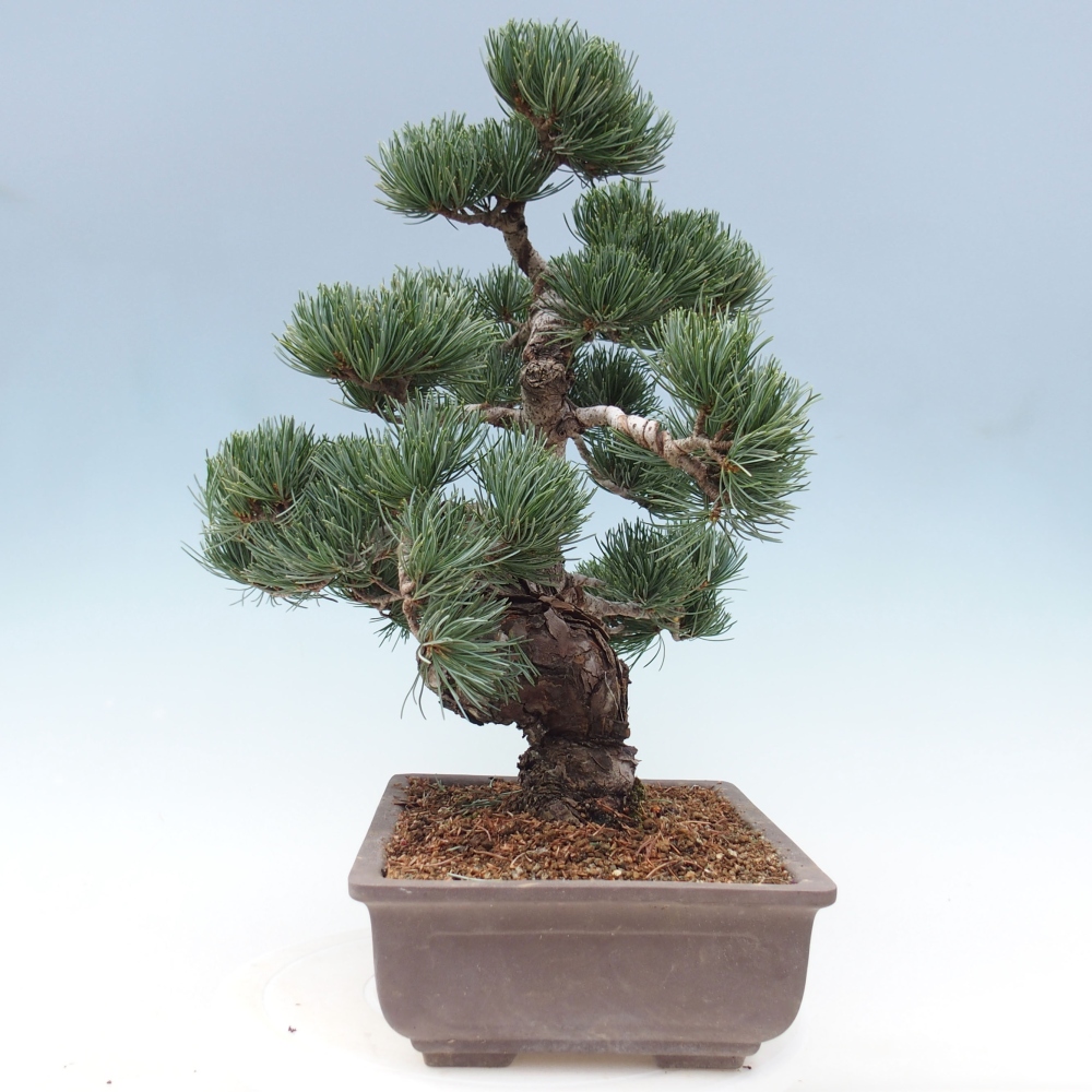 Kültéri bonsai - Pinus parviflora - Pinus parviflora