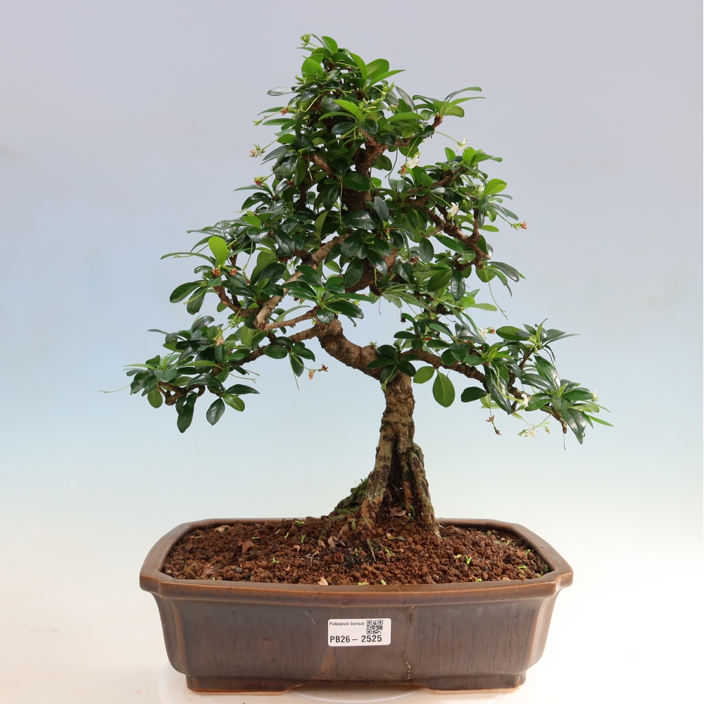 Szobai bonsai - Carmona macrophylla - Tea fuki