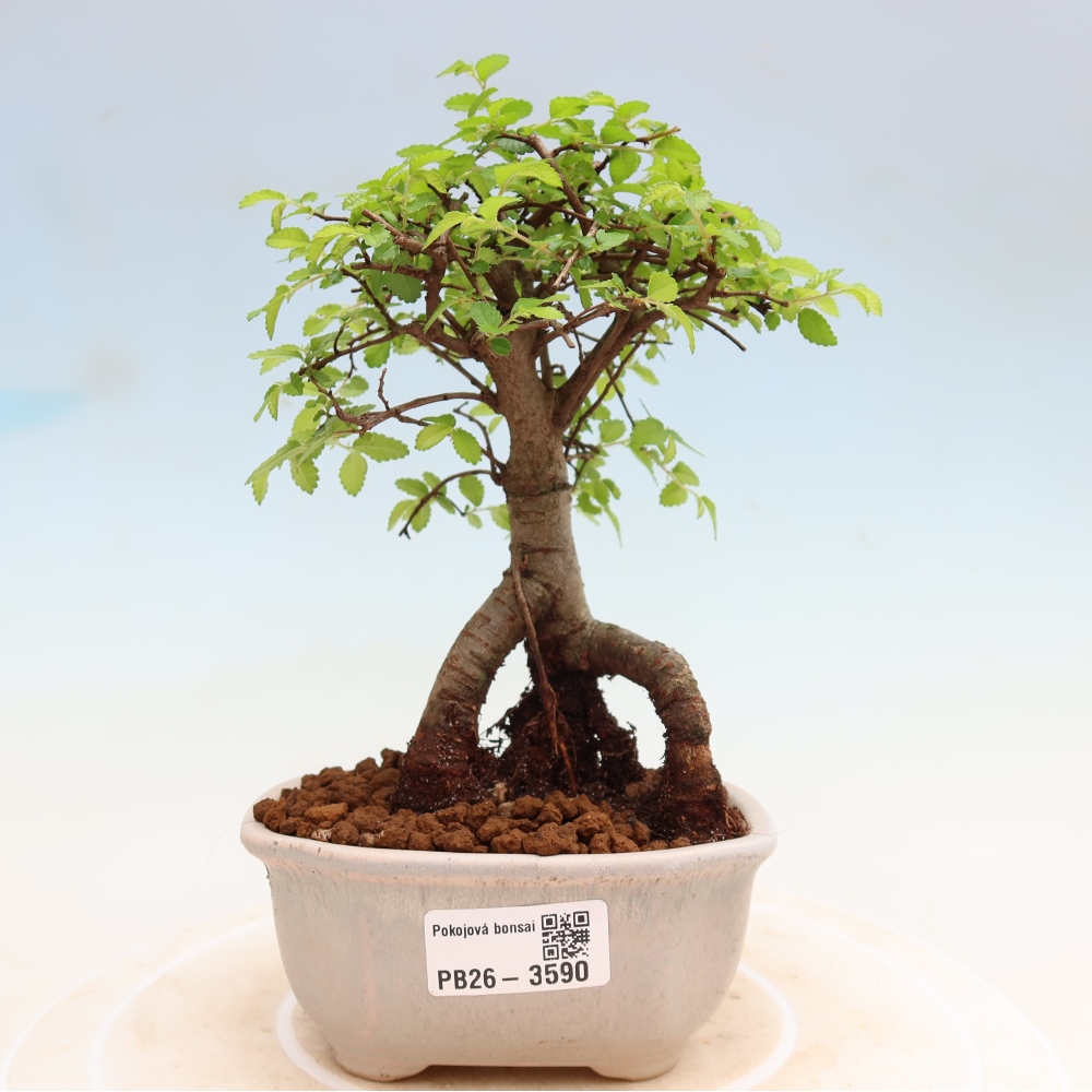Szobai bonsai - Ulmus parvifolia - Kislevelű szilfa