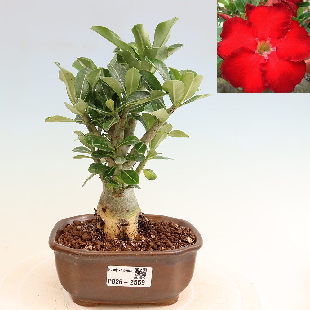 Szobabonsai – Adenium obesum Red Star – Sivatagi rózsa