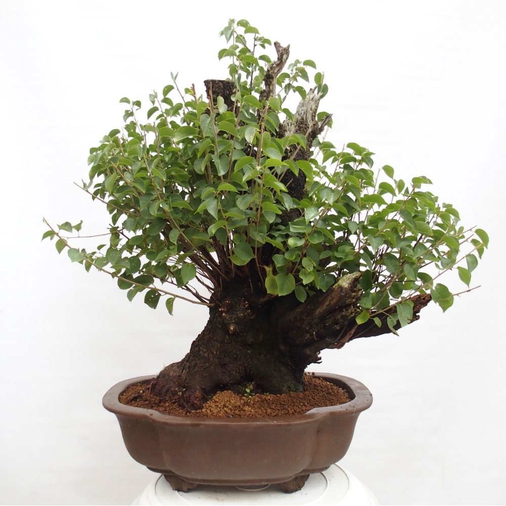 Kültéri bonsai - Mahalebka - Prunus mahaleb - Prunus mahaleb