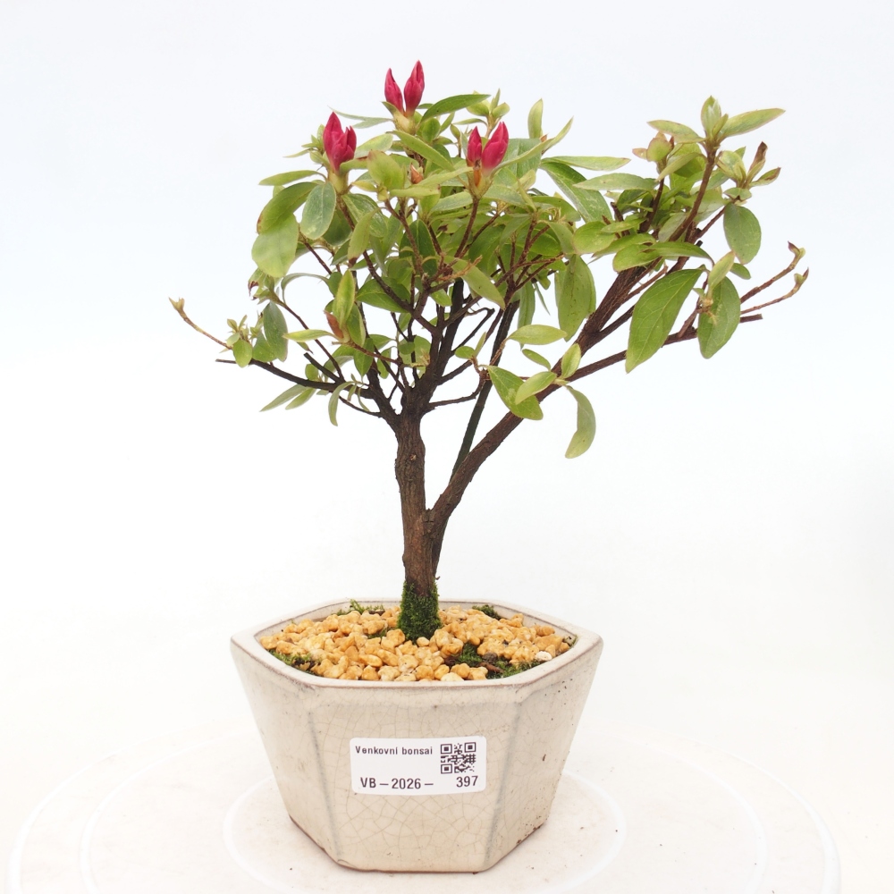Kültéri bonsai - japán azálea - Azalea sp.