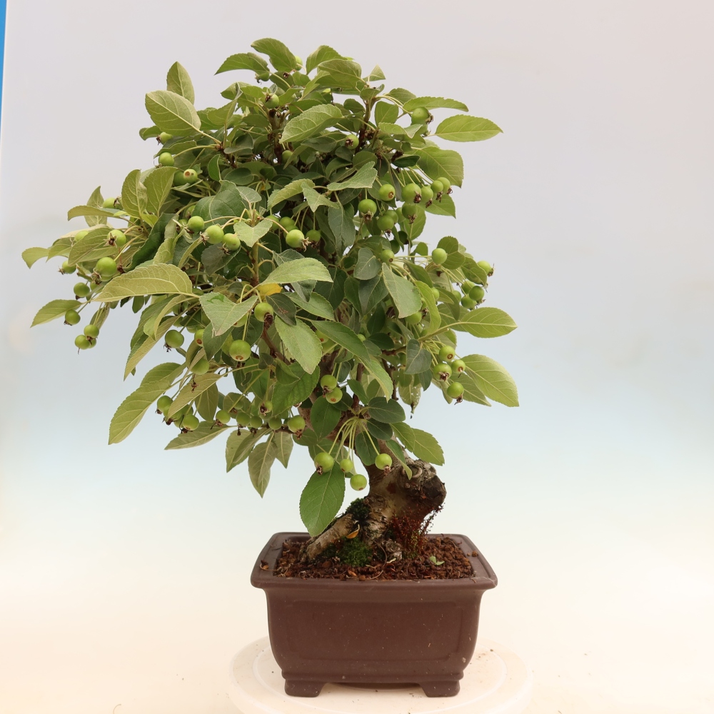 Kültéri bonsai -Malus halliana - Kis gyümölcsű almafa