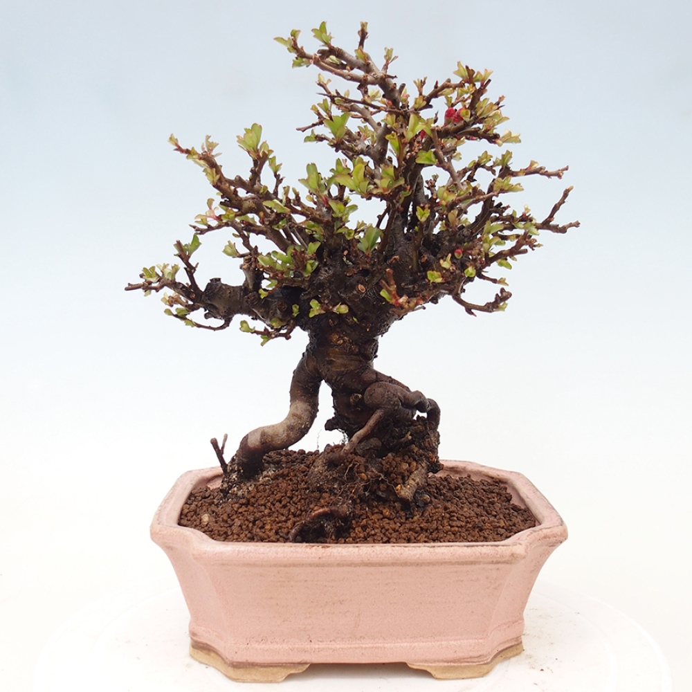 Kültéri bonsai - Chaneomeles speciosa - birs