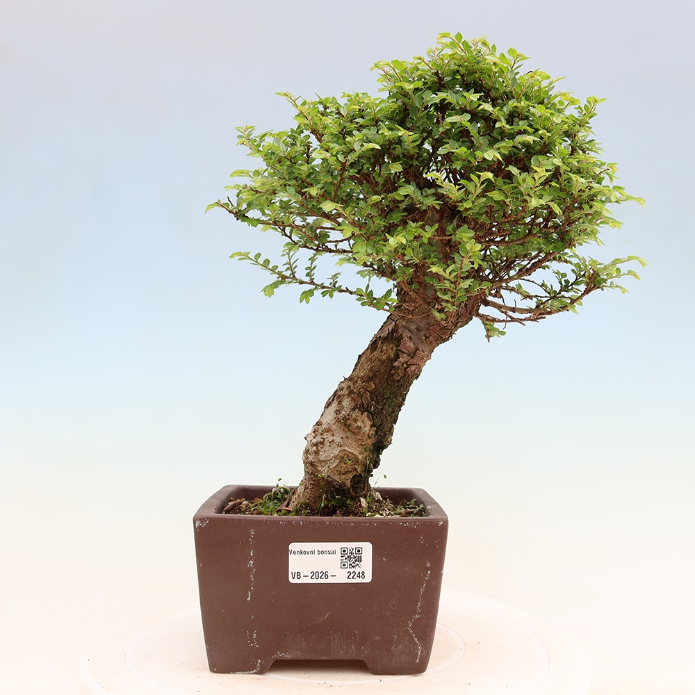 Kültéri bonsai - Ulmus parvifolia Sagei - Kislevelű szilfa