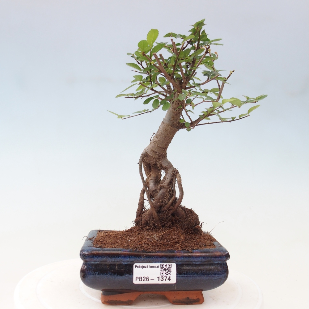 Szobai bonsai - Ulmus parvifolia - Kislevelű szilfa