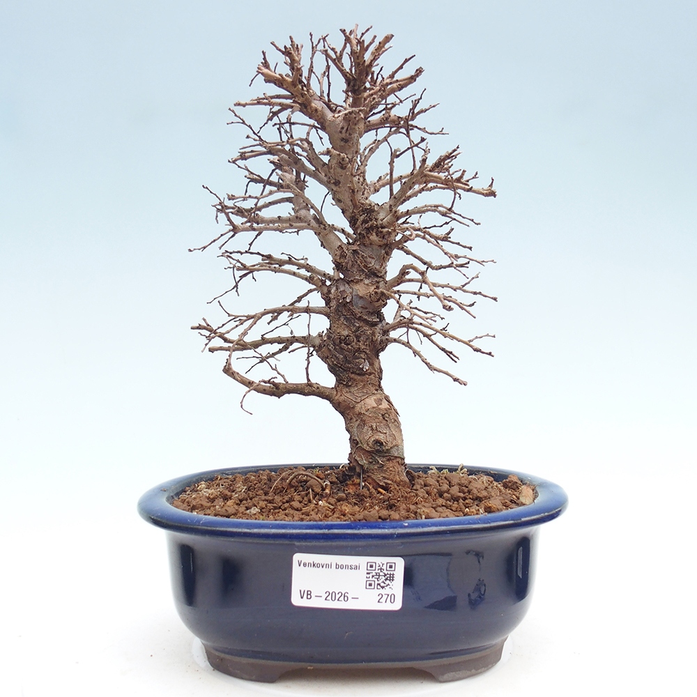 Kültéri bonsai - Zelkova - Zelkova NIRE
