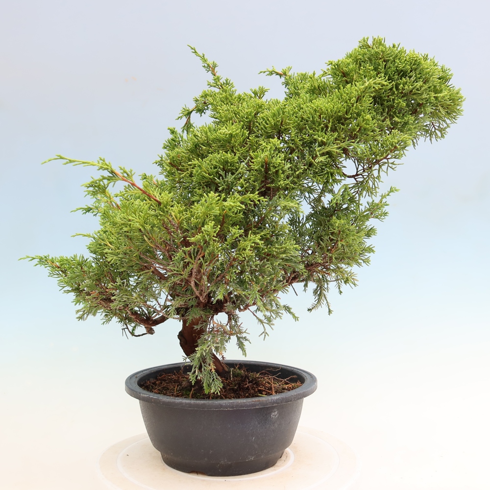 Kültéri bonsai - Juniperus chinensis Itoigawa-Juniperus chinensis