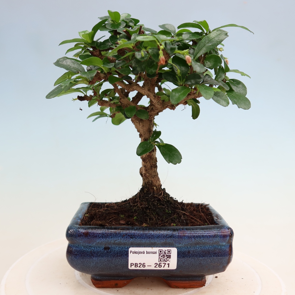 Szobai bonsai - Carmona macrophylla - Tea fuki