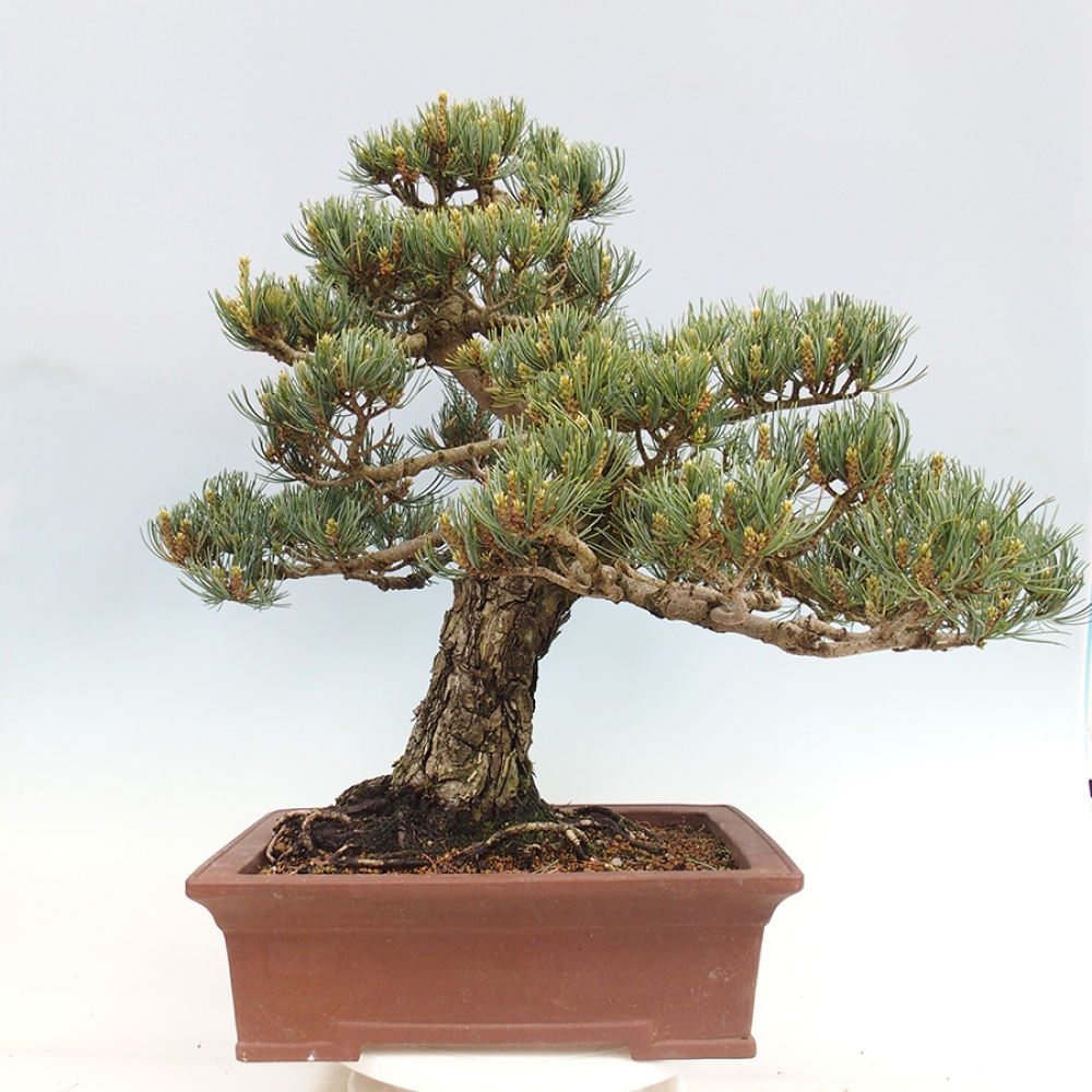 Kültéri bonsai - Pinus parviflora - Pinus parviflora