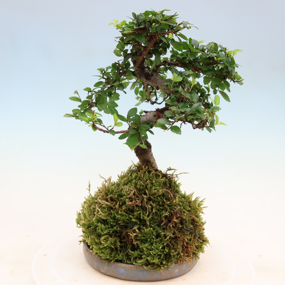 Kokedama alátéttel – Ulmus parvifolia – kicsilevelű szil