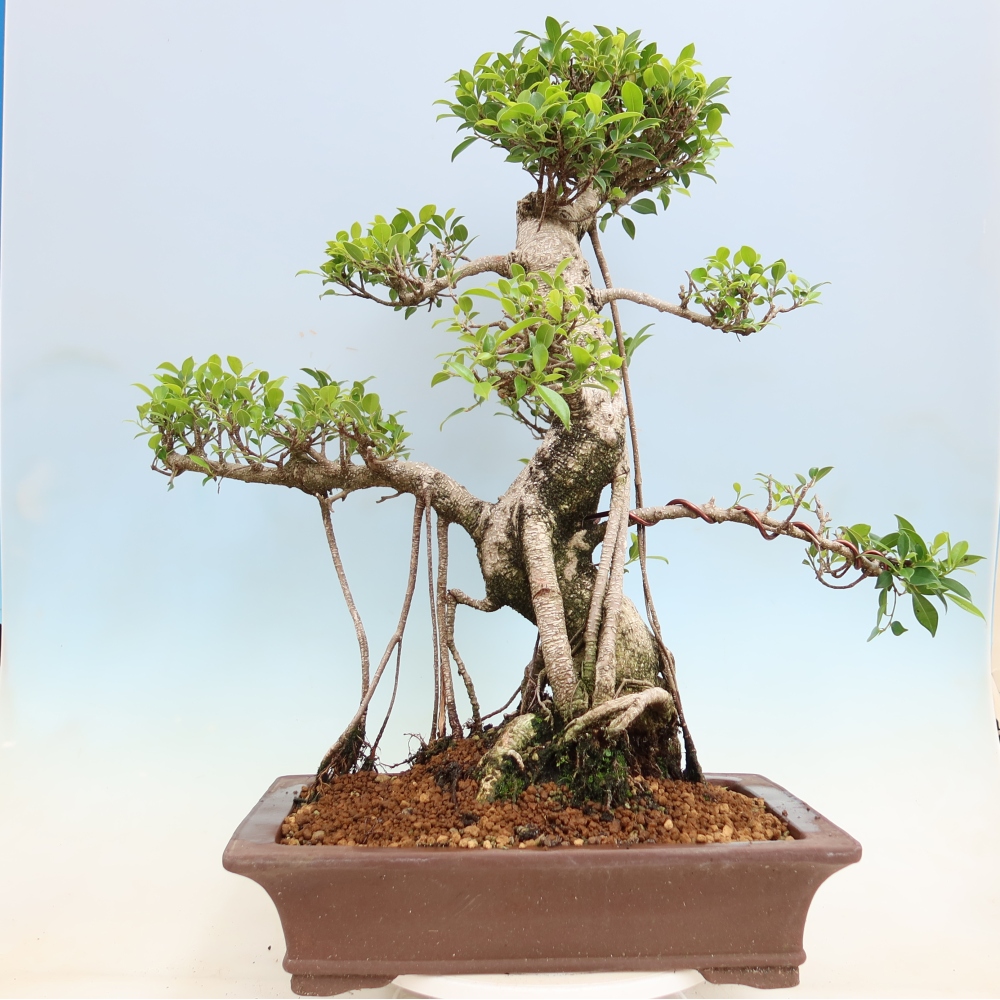 Szobai bonsai - Ficus kimmen - kislevelű fikusz