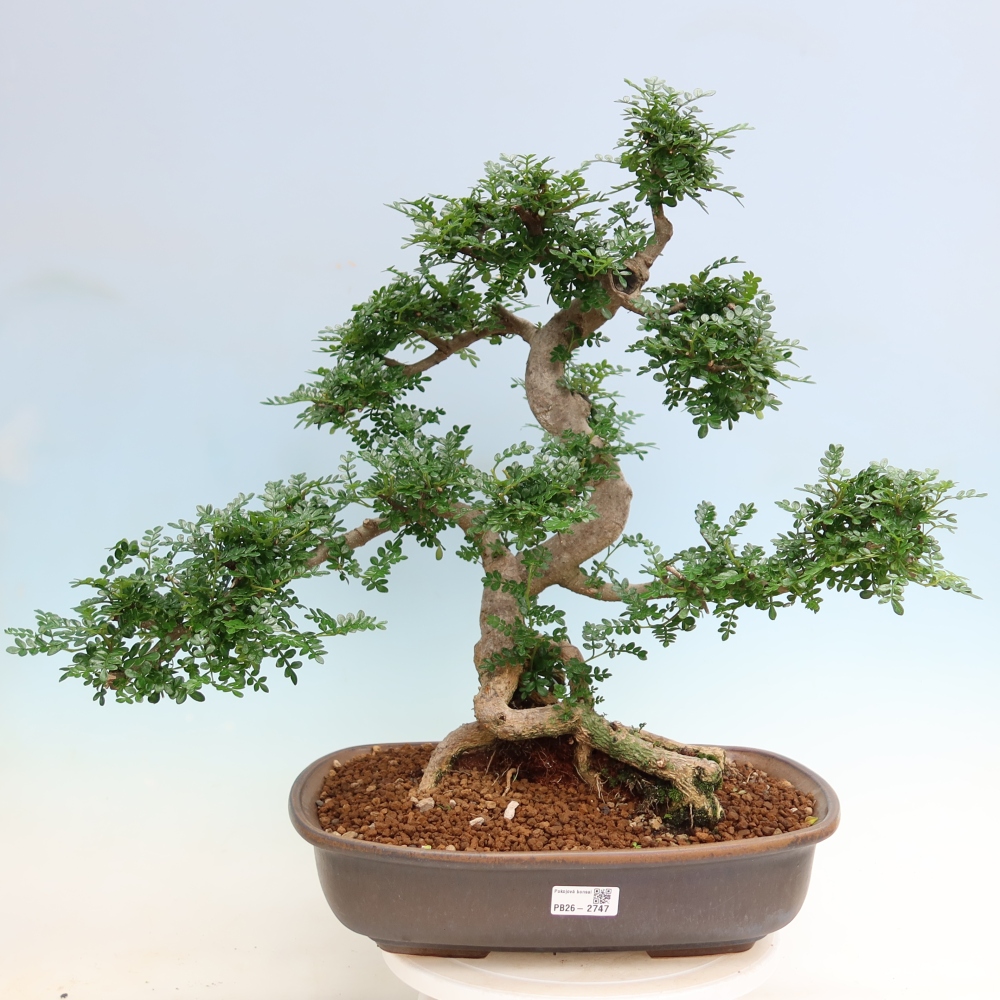 Szobai bonsai - Zantoxylum piperitum - borsfa