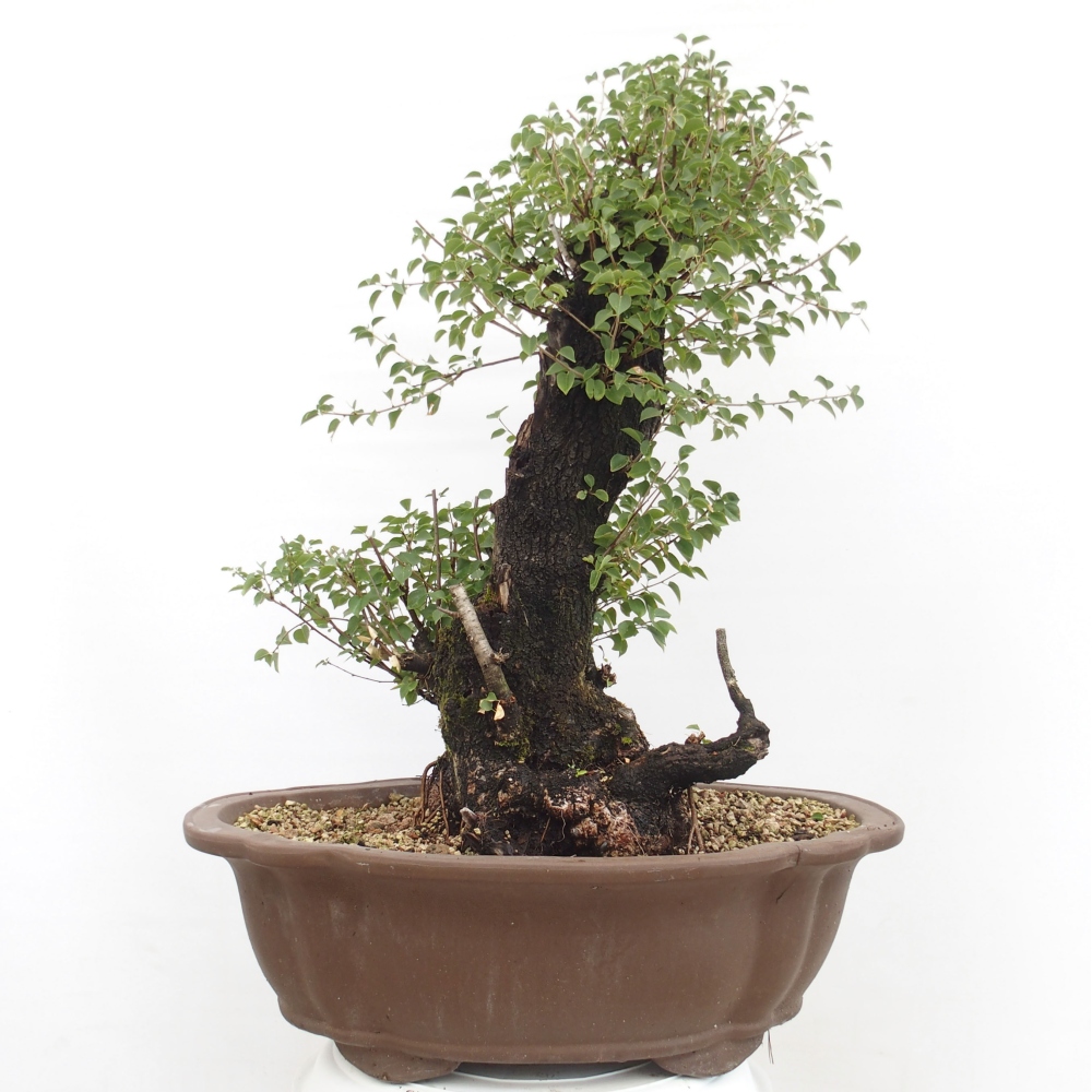 Kültéri bonsai - Mahalebka - Prunus mahaleb - Prunus mahaleb