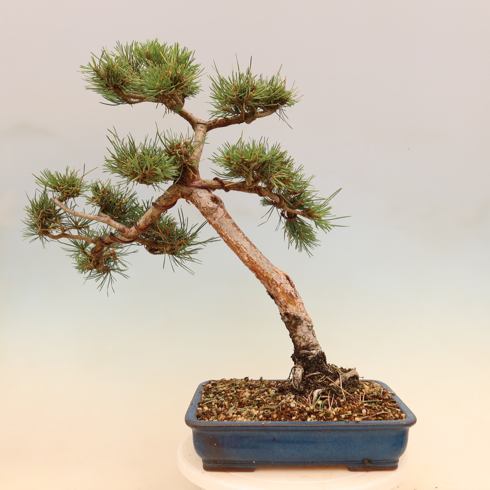 Kültéri bonsai - Pinus Sylvestris Watererri - erdeifenyő