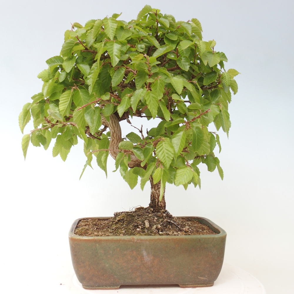 Kültéri bonsai -Carpinus CARPINOIDES - Koreai gyertyánfa
