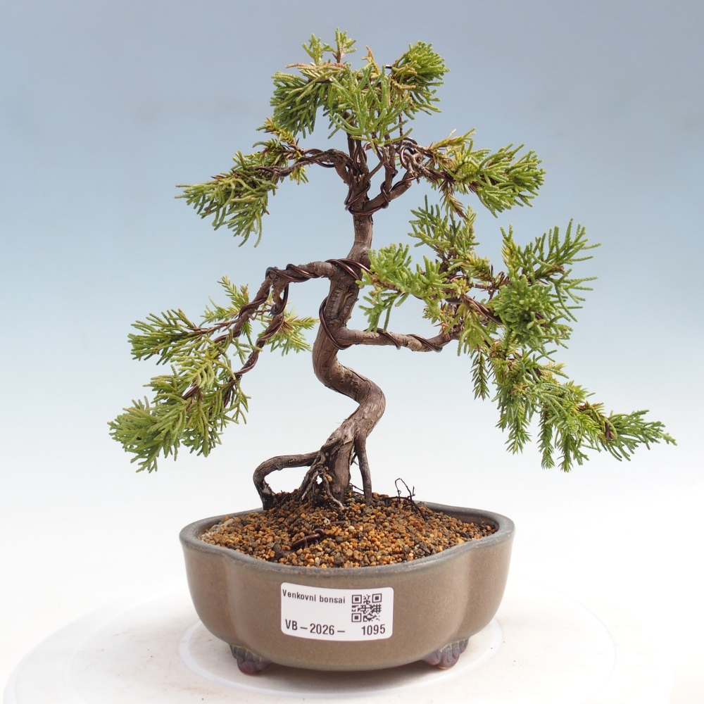 Kültéri bonsai - Juniperus chinensis Kishu