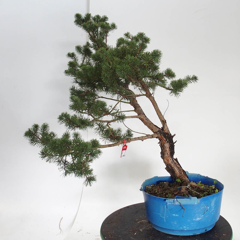 Yamadori - Pinus sylvestris Spanyolország