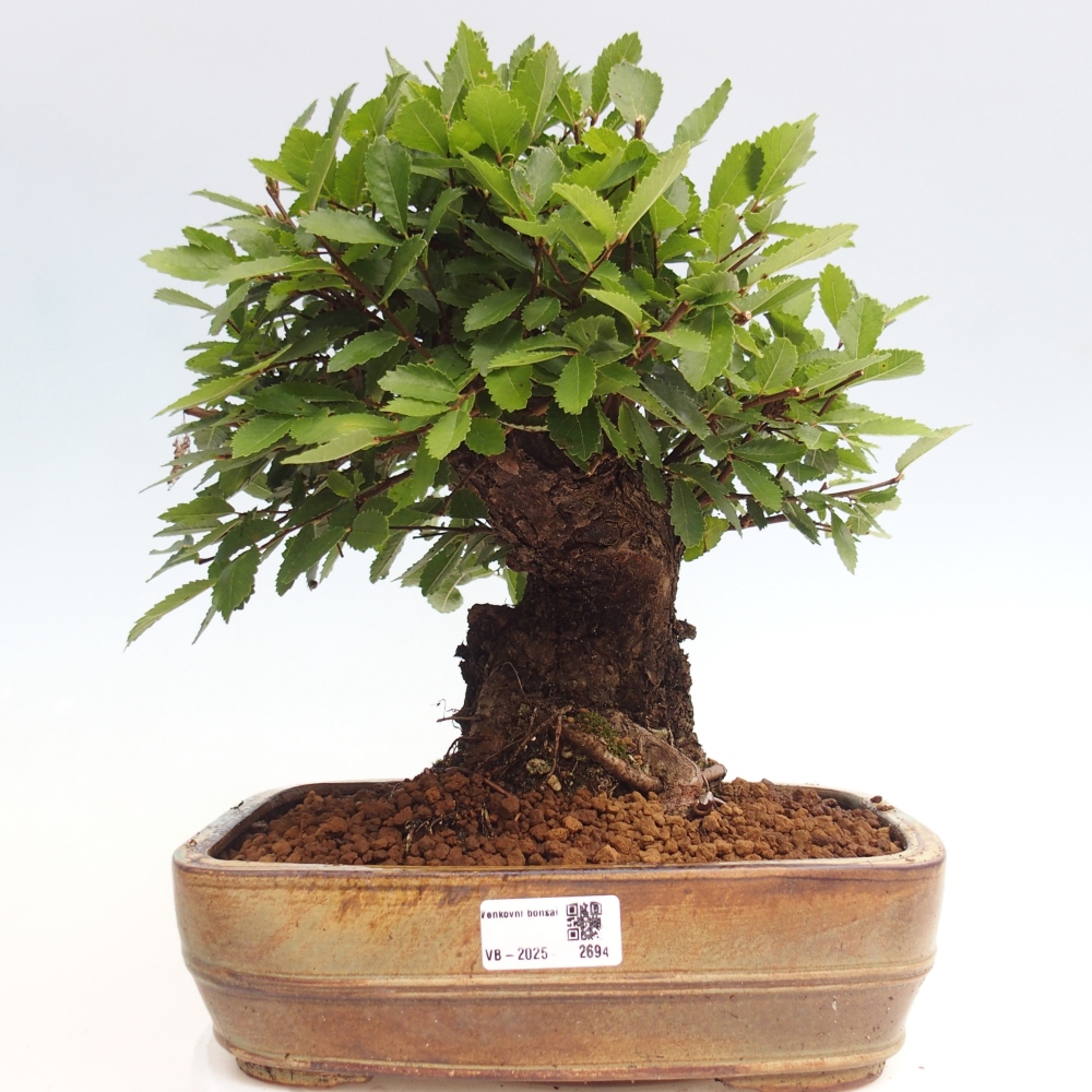 Kültéri bonsai - Zelkova - Zelkova NIRE