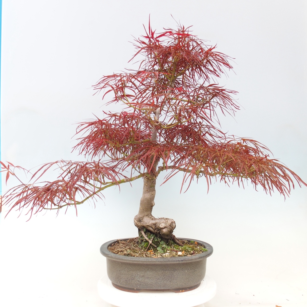 Kültéri bonsai - Acer palmatum RED PYGMY