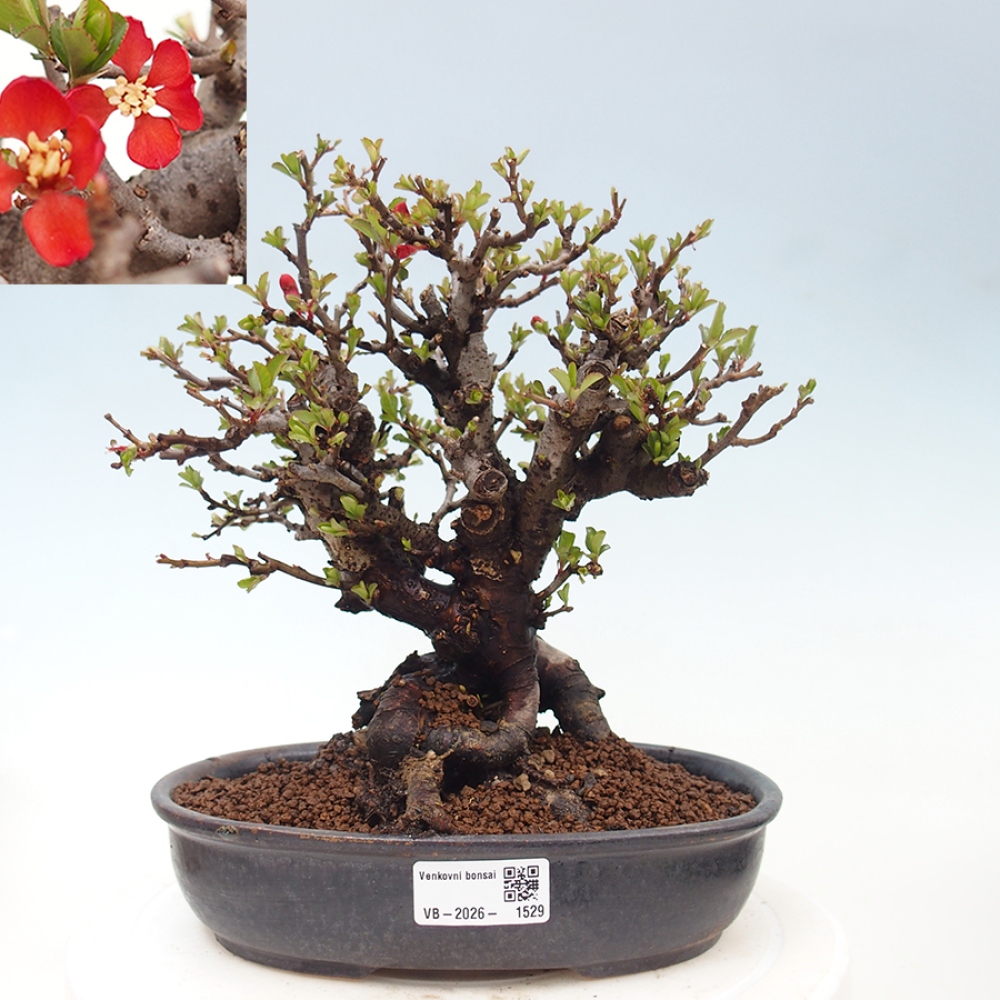 Kültéri bonsai - Chaneomeles speciosa - birs