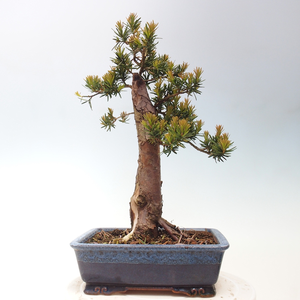 Kültéri bonsai - Taxus cuspidata - japán tiszafa