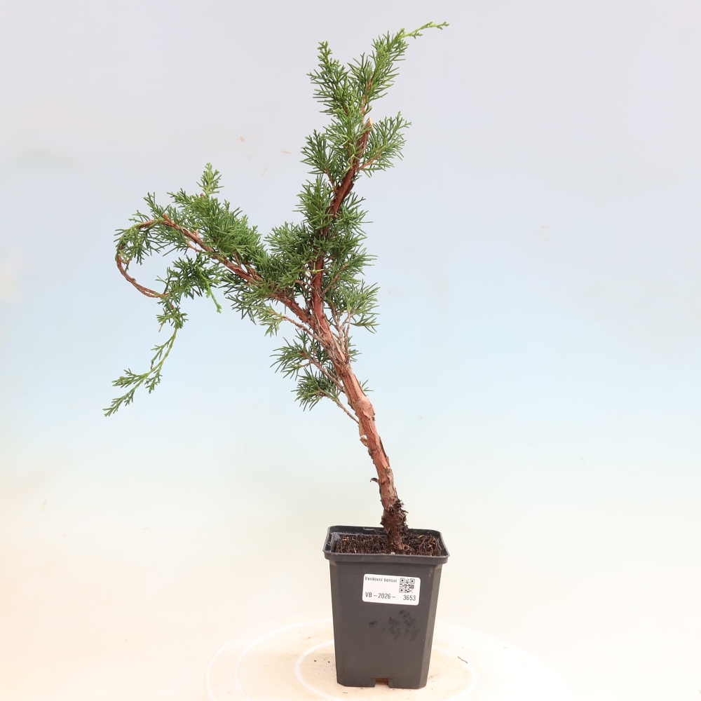 Kültéri bonsai - Juniperus chinensis Kishu