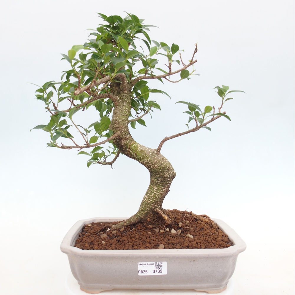 Szobai bonsai - Ficus kimmen - kislevelű fikusz
