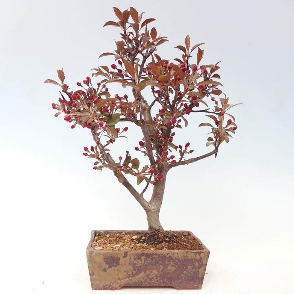 Kültéri bonsai -Malus domestica - Kis gyümölcsű piros levelű almafa