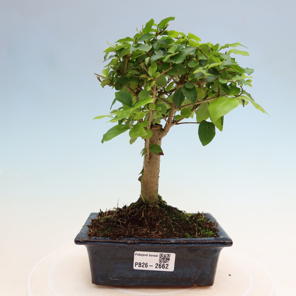 Szobai bonsai -Ligustrum chinensis - Madárcsőr