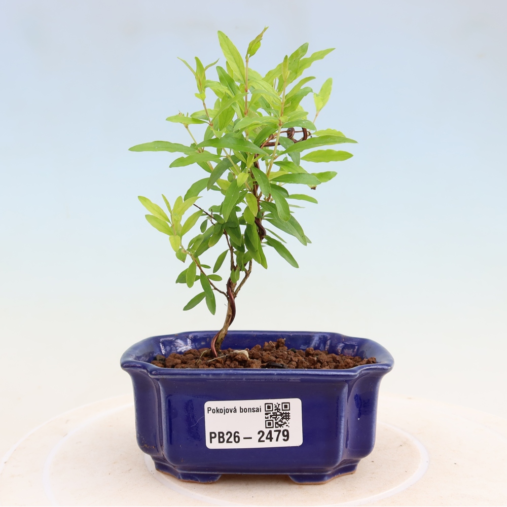 Szobai bonsai-PUNICA granatum nana-gránátalma