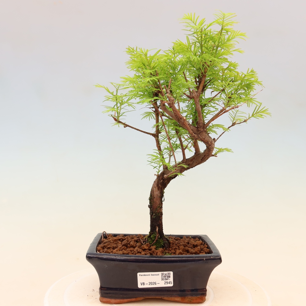 Kültéri bonsai - Metasequoia glyptostroboides - Kínai metasequoia