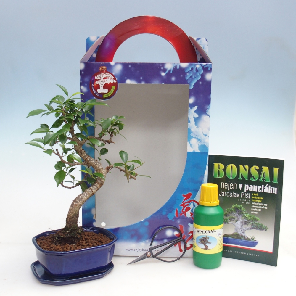 Szobai bonsai ajándékdobozban Ficus retusa - Kislevelű fikusz