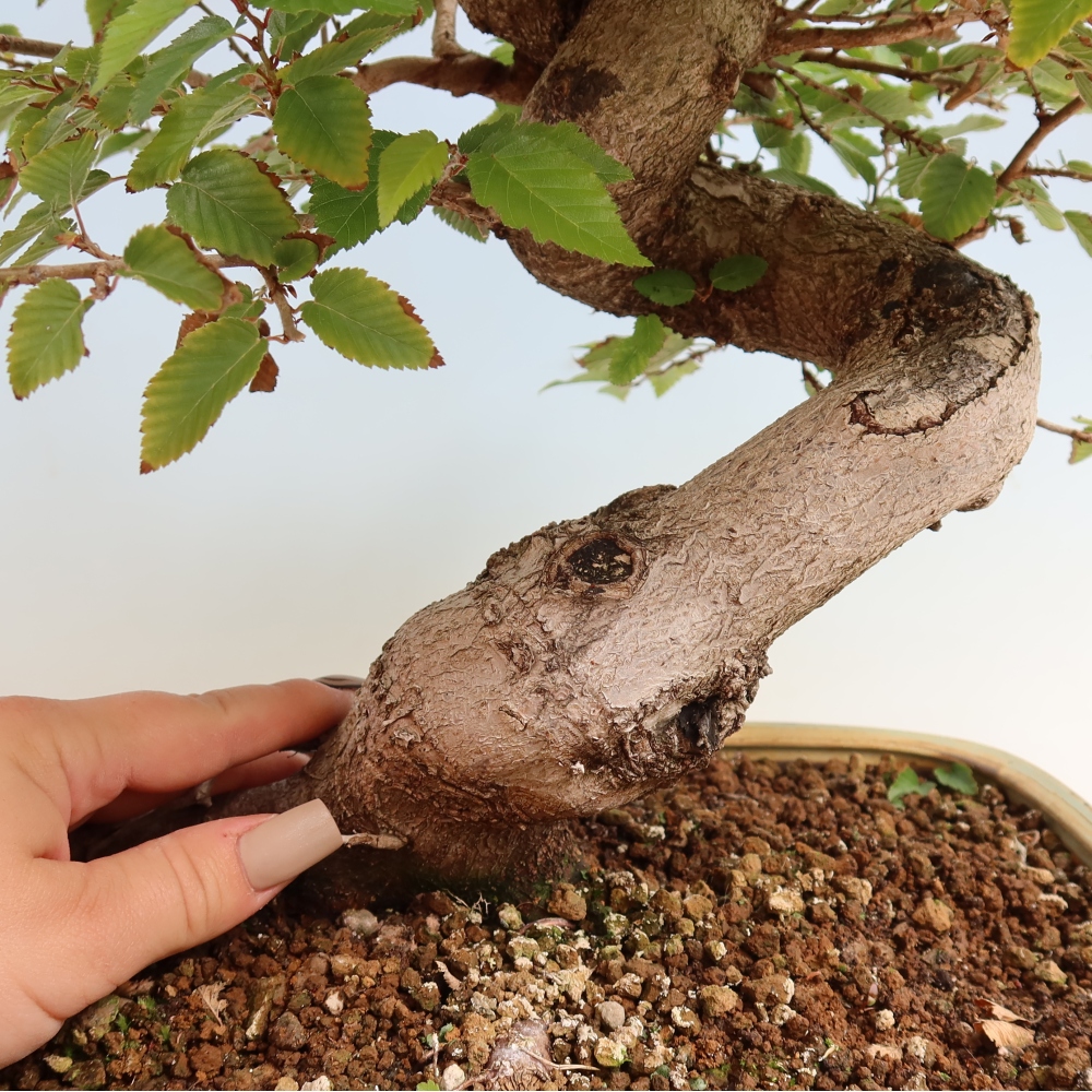 Kültéri bonsai -Carpinus CARPINOIDES - Koreai gyertyánfa